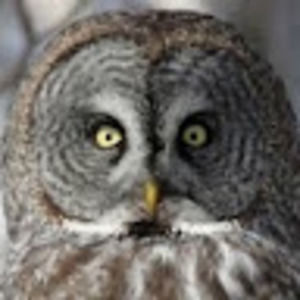 Meet your Posher, Bari